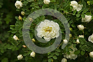 Blooming Bush of white rose buds and flowers