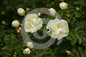 Blooming Bush of white rose buds and flowers