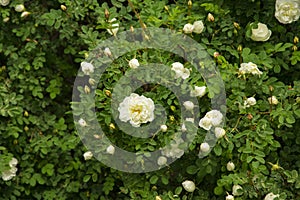 Blooming Bush of white rose buds and flowers