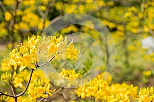 Blooming bush of yellow rhododendron in the botanical garden. Garden with Azalea. Grandiflorum bush on a bright spring