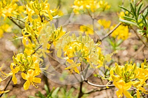 Blooming bush of yellow rhododendron in the botanical garden. Garden with Azalea. Grandiflorum bush on a bright spring