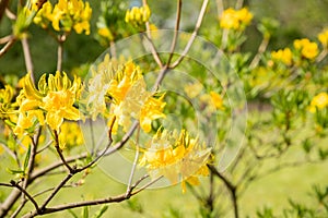 Blooming bush of yellow rhododendron in the botanical garden. Garden with Azalea. Grandiflorum bush on a bright spring