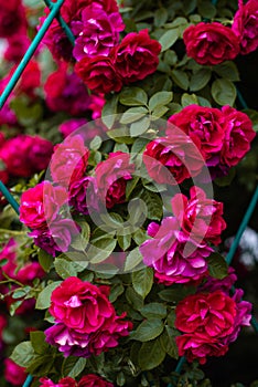 The blooming bushes of roses in the garden. Background of rose bushes