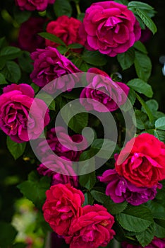 The blooming bushes of roses in the garden. Background of rose bushes