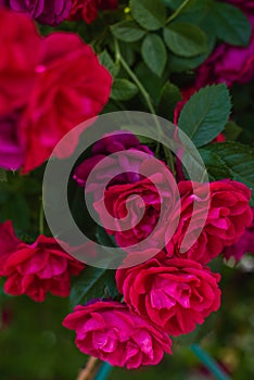 The blooming bushes of roses in the garden. Background of rose bushes