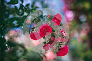 The blooming bushes of roses in the garden. Background of rose bushes