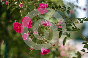 The blooming bushes of roses in the garden. Background of rose bushes