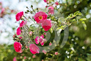 The blooming bushes of roses in the garden. Background of rose bushes