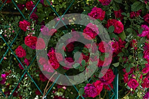 The blooming bushes of roses in the garden. Background of rose bushes