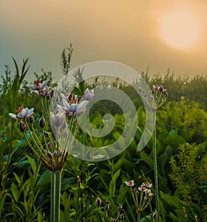 Blooming Butomus umbellatus L