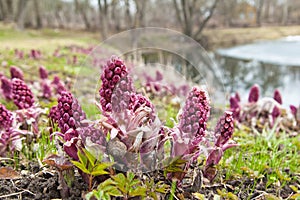 Blooming butterbur