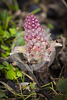 Blooming butterbur in spring