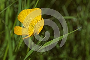 Blooming buttercup, Ranunculus flower in Prague Stromovka.