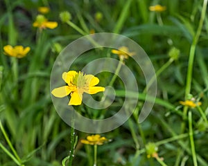 Blooming Buttercups, Gladwin, MI