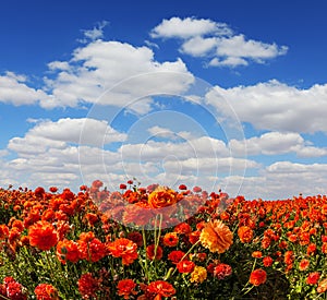 The blooming buttercups - ranunculus