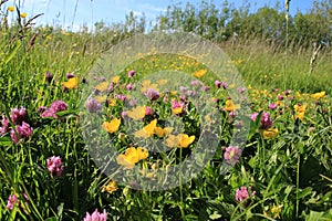 Blooming buttercups and shamrocks.