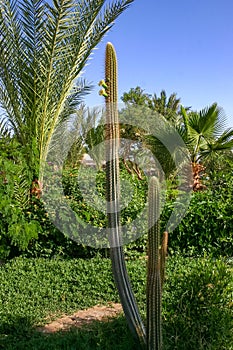 Blooming cacti and various tropical plants in the interior of a hotel garden in Hurghada