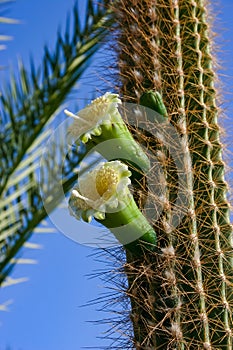 Blooming cacti and various tropical plants in the interior of a hotel garden in Hurghada