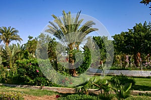 Blooming cacti and various tropical plants in the interior of a hotel garden in Hurghada