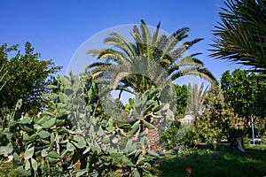 Blooming cacti and various tropical plants in the interior of a hotel garden in Hurghada