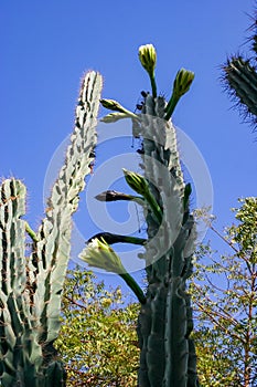 Blooming cacti and various tropical plants in the interior of a hotel garden in Hurghada