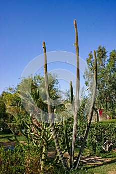 Blooming cacti and various tropical plants in the interior of a hotel garden in Hurghada