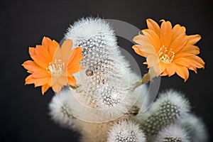 Blooming cactus