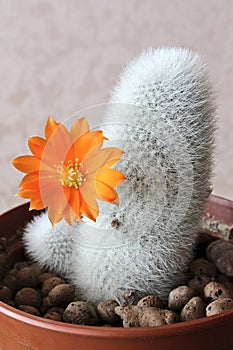 Blooming cactus