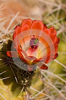 Blooming cactus