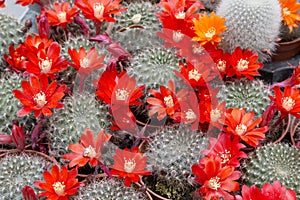 Blooming cactus