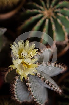 Blooming cactus