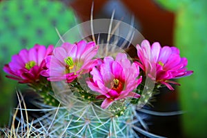 Blooming cactus