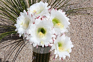 Blooming Cactus