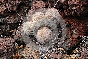 Blooming cactus on AA lava in the semi-desert of Baja California Sur, Mexico