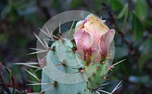 Blooming Cactus Along a Hiking Trail in Southern California