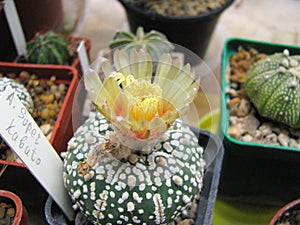 Blooming Cactus Astrophytum Super Kabuto