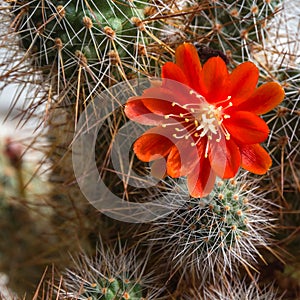 Blooming cactus Aylostera.