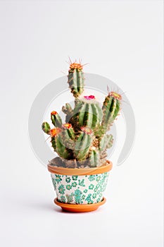 Blooming cactus in ceramic pot isolated on white background. Potted plant