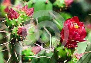 Blooming Cactus closeup
