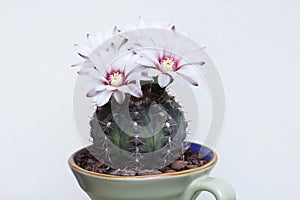 Blooming cactus in coffee cup