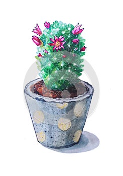 Blooming cactus in a concrete pot. isolated on white background