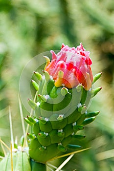 Blooming cactus cylindropuntia, close-up