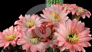 Blooming Cactus Flower