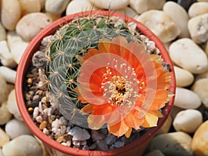 Blooming Cactus flower