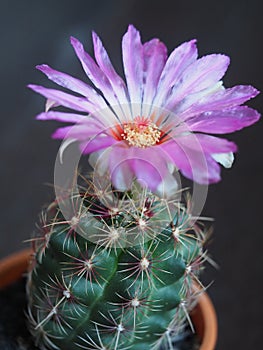 Blooming Cactus flower