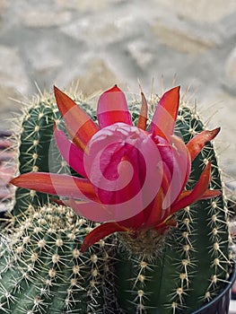 Blooming Cactus Flower