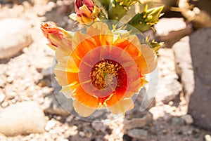 Blooming cactus flower