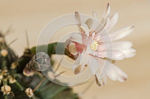 Blooming cactus flower