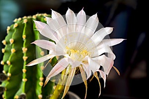 Blooming Cactus Flower