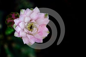 Blooming cactus flower